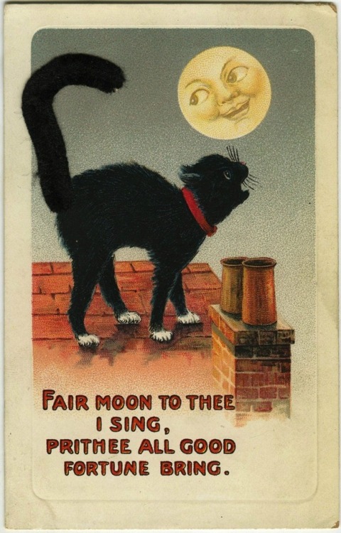 folkmagick: THE CAT NIGHTS ARE HERE! We’ve all heard of the Dog Days of Summer, but are you fa