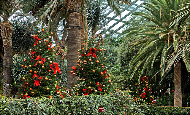 Christmastide In The Conservatory