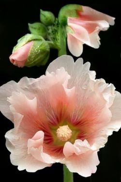 flowersgardenlove:  Stunning Hollyhock |