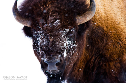 jasonsavagephoto:Another Bison image, Yellowstone National Park