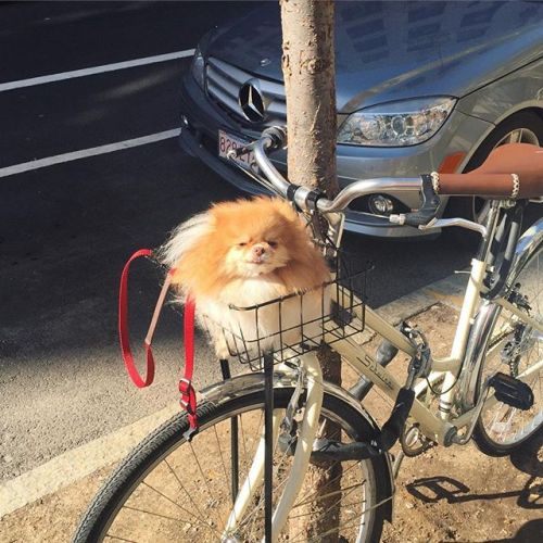 bombhoff:www.instagram.com/miathepom/