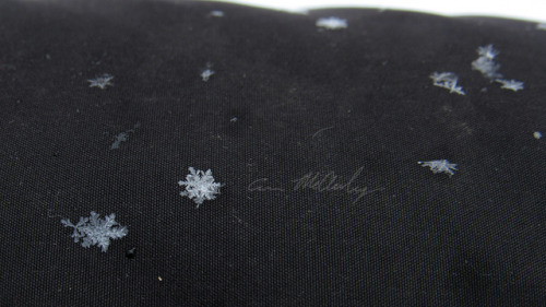 Snowflakes on my sleeve 01/15/2018