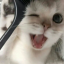 honipie