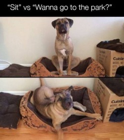 Best Dog Memes(Or Anything Else That Has