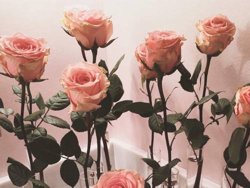 rumineely:Monday’s roses 🌹