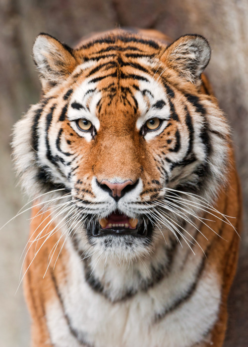 brutalgeneration:  A nice portrait of Elena (by Tambako the Jaguar) 