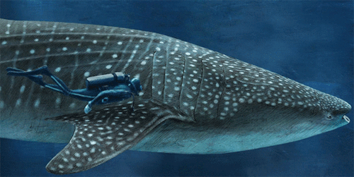 See how you size up against sharks on this National Geographic infographic.