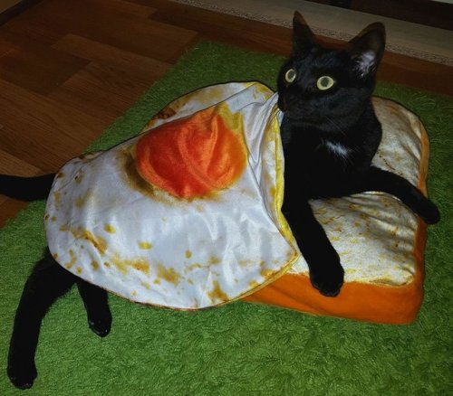 catsbeaversandducks: Breakfast is ready.Photo by Agent J &amp; Agent K @lunetan @1oveling @