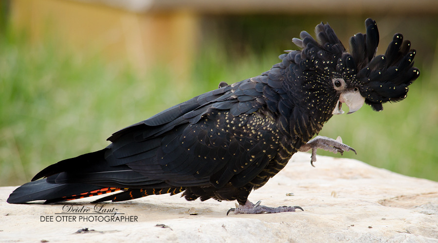 end0skeletal:   The red-tailed black cockatoo (Calyptorhynchus banksii) is a large