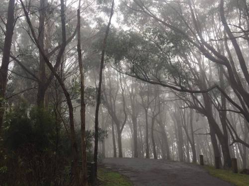 tomhoppusdelonge:Dandenong Ranges // Melbourne 