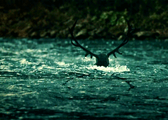 seraphsfire:  The Wendigo is a demonic half-beast creature appearing in the legends of the Algonquia