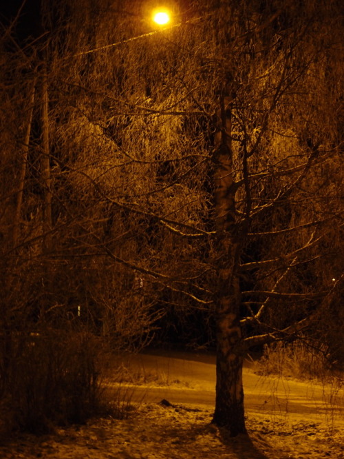 Birch on a frosty night