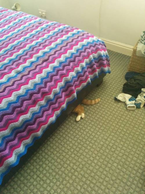 catsbeaversandducks: 10 Cats Who Think They’re Masters Of Hide-And-Seek &ldquo;Definitely 