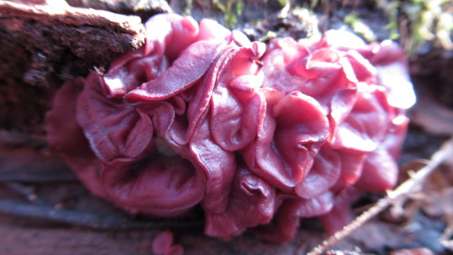 madmushlove:Purple jelly dropsAscocoryne speciesDecember is here and visible fungal growth is starti