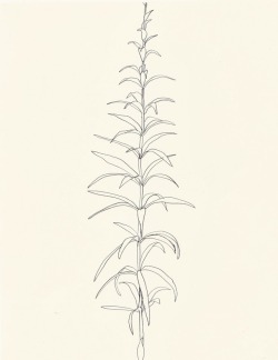 Evokesart:  Ellsworth Kelly - Plant Drawings, Lily, 1960 Follow My Instagram Account