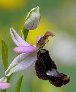 libutron:  Ophrys romolinii by perillimatteo