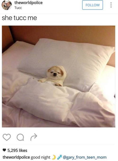 dogsoftheinterwebs:The most wholesome of all memes