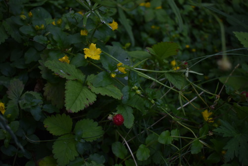 wild flowers