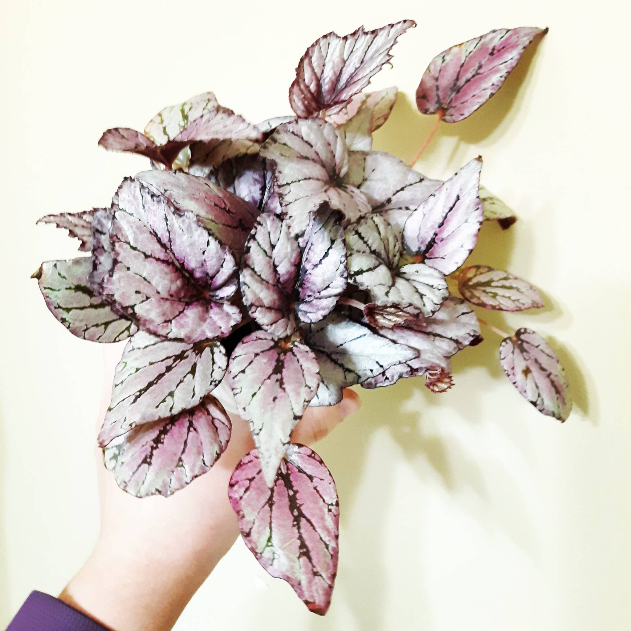 savannahs-succulent-garden:Day 8: On Wednesday We Plant Pink I believe this little buddy is a ‘Hugh McLaughlin’ rex begonia. Love it!