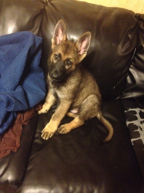 capturingsymphonies:  This is 11-wk old Titan. Titan was given to my father for Father’s Day. He’s such a cutie. In the collage is some pictures of my dog we lost a few years ago, Tank. Tank was my dad’s best friend. It was extremely hard when tank