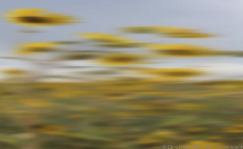 XXX nevver:  A Field Guide to Roadside Wildflowers photo