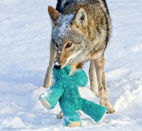 keepmeafloat:  mothernaturenetwork:  Coyote finds old dog toy, acts like a puppyA photographer spott
