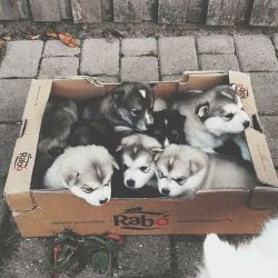 siberiianblog:  Your package has arrived