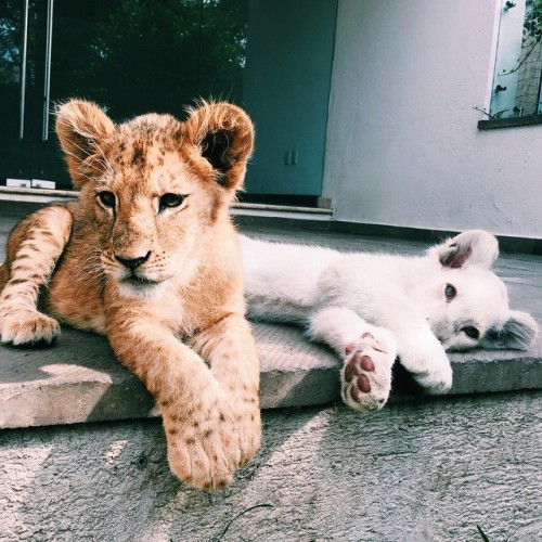 Lions cubs. ©Bjwt