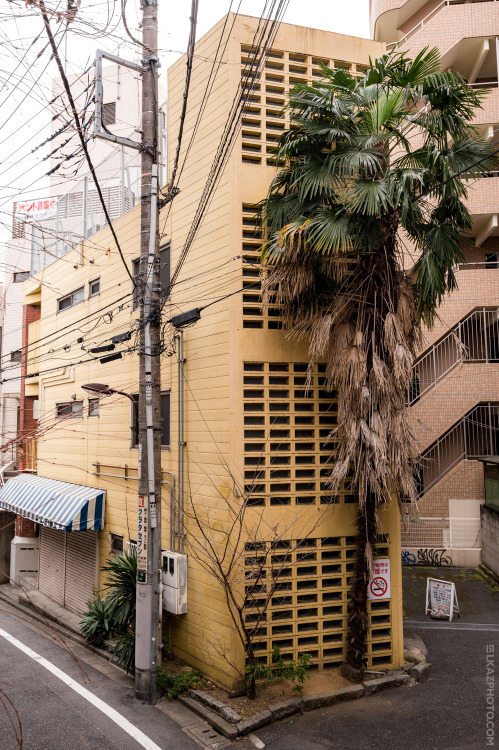 Large Palm, Mejiro 目白