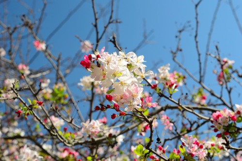 studentreader:  Descanso Gardens