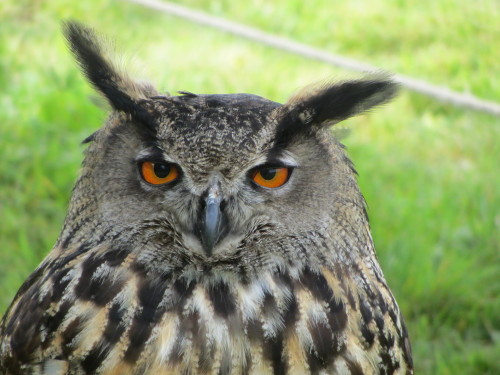 owls! - Baby, Turkmenian X Siberian eagle owl, 2 years old - Freddie, tawny owl, 7 years old - Annie