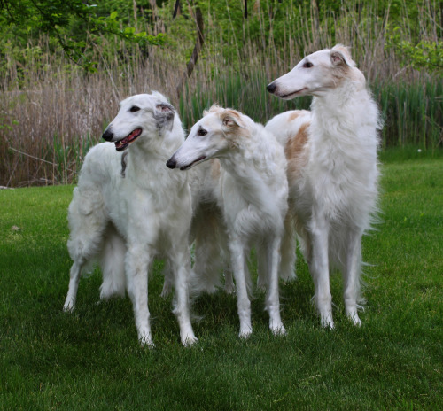 feliscanis: Borzoi (by Ferlinka Borzoi (Deb West))