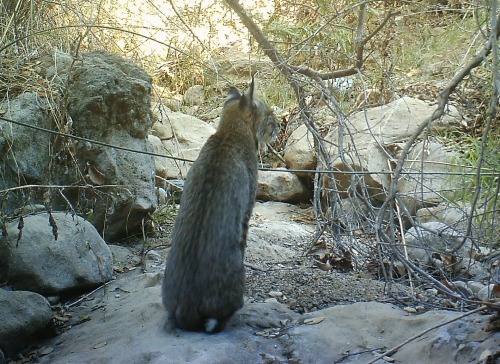 Bobcat - Griffith Park