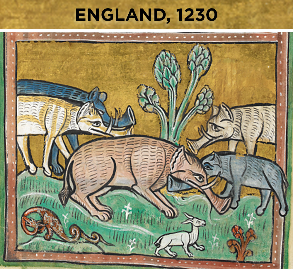 staff:  skunkbear:  One of my favorite animals, inexpertly rendered by centuries
