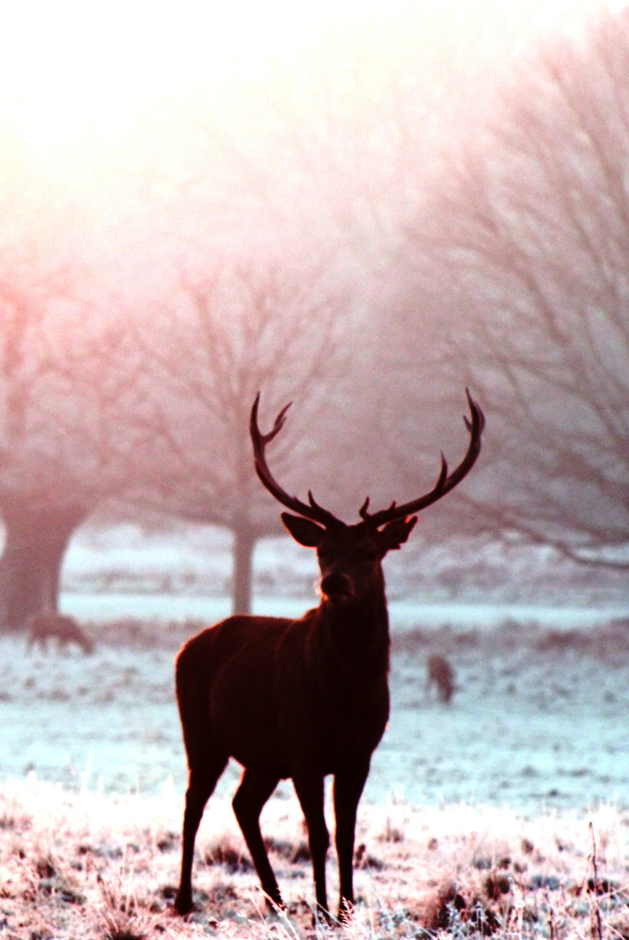 x-enial:  Snow Stag by Josh Smythe  