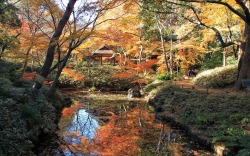 todayintokyo:  Autumn in Rikugien (六義園)