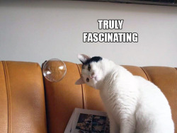 tastefullyoffensive:  If Cat’s Were Scientists…