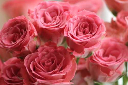 Photo Shoot: A Pink Bouquet of Roses!