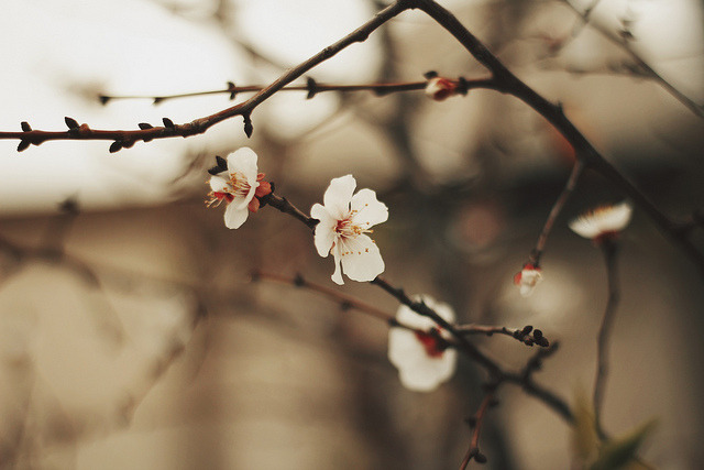 owls-n-elderberries:  untitled by Taya Iv on Flickr.