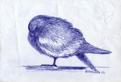 Περιστέρι - Pigeonsketch on paper,Athens 2005© marmar. 2