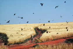 20aliens:  Dreams (1990) Akira Kurosawa(Wheatfield with Crows by Vincent van Gogh) 