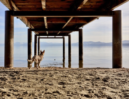 Dog at Kings Beach Recreational Area. Kings Beach, North Lake Tahoe California  2022.