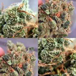 shatterkitty:  This stardawg guava is probably my favorite we’ve had at the shop so far