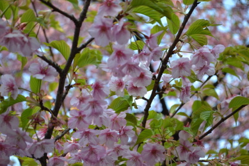 Flowers of Shinjuku Gyoen (March 2019)