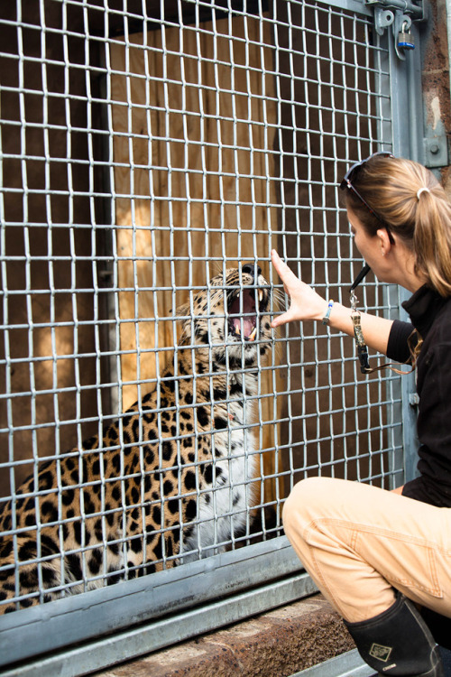 amurleopards:“Part of Kristen Wieners’s job is to teach Ajax and Wyatt (pictured) husbandry behavior