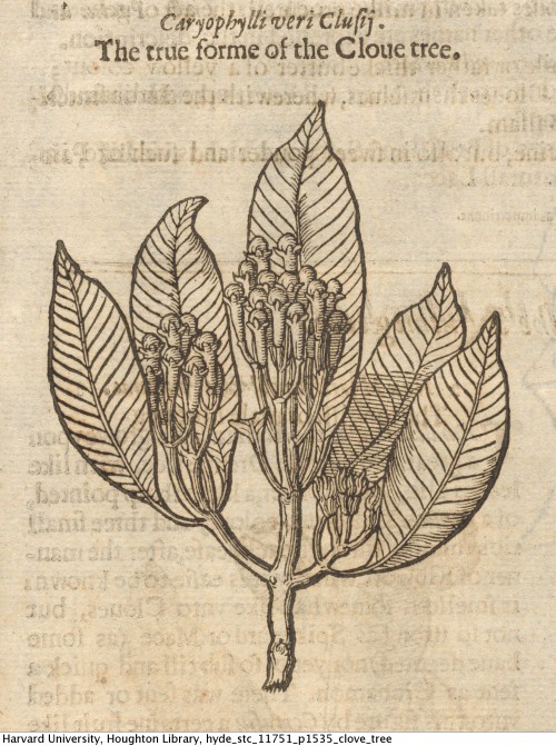 Gerard, John, 1545-1612. The herball, or, Generall historie of plantes, 1633. STC 11751 Houghton Lib