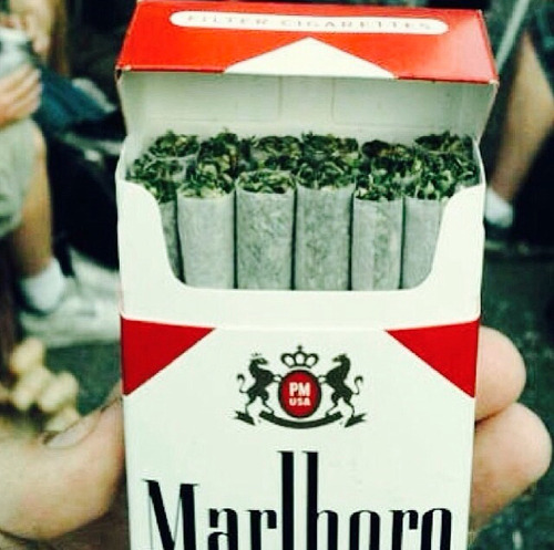 randomboringshit:  Weed. on We Heart Ithttp://weheartit.com/entry/90297576/via/charlietheginger