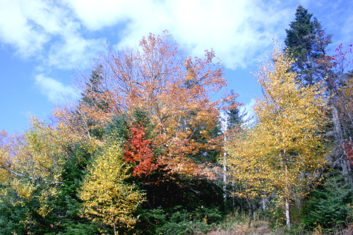 twilightsolo-photography: Mountainside Autumn TreesKancamagus Highway, NH ©twilightsolo-photogr