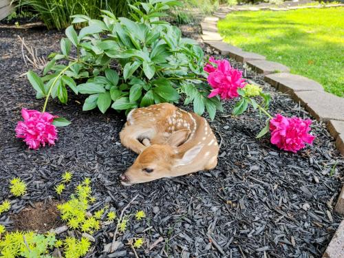 This newborn Fawn left by its mother next to my wife’s freshly bloomed Peonies! [OC]