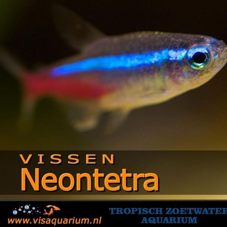 Aquariumfish: Neontetra
#aquarium #fish #aquariums #aquaria #aquariumfish #fishaquarium #freshaquarium #aquascape #aquariumhobby #freshwaterfish #monsterfish #aquascaping #aquaflora #tropicalfish #aquariumlife #fishkeeper #plantedtank #fishtank...